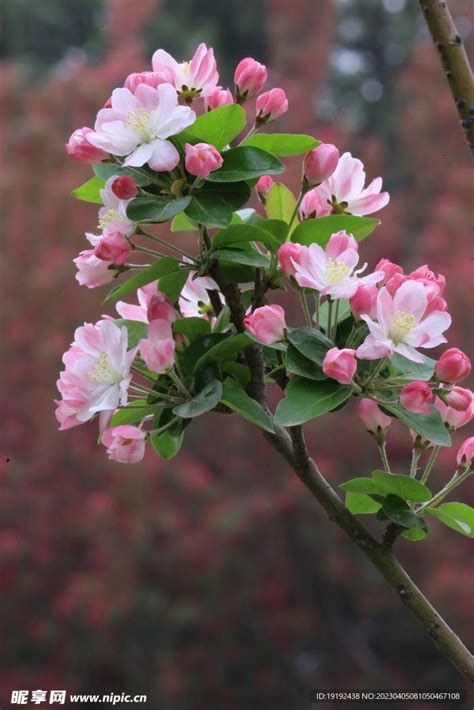 海棠 花